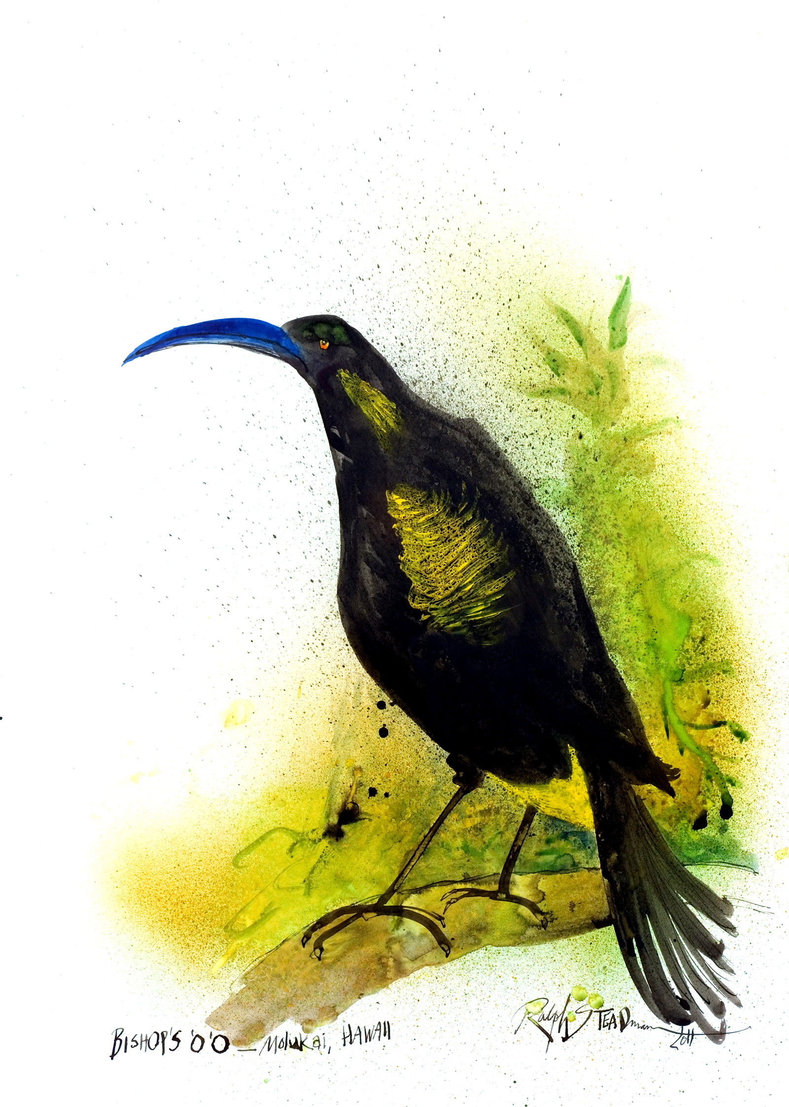 Illustrations of extinct birds by Ralph Steadman for his his first collaboration with Gonzovationist, Ceri Levy