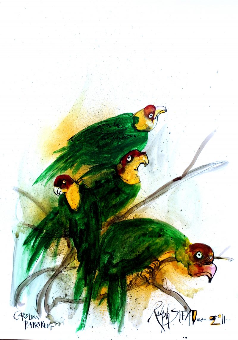Illustrations of extinct birds by Ralph Steadman for his his first collaboration with Gonzovationist, Ceri Levy